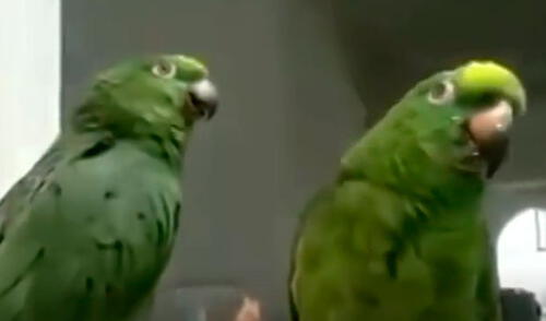 Video de loros cantantes es viral en YouTube elpopular.pe