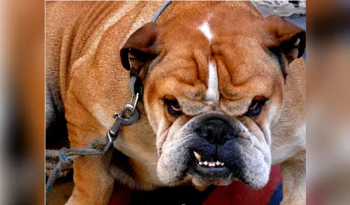 No estimules la agresividad en tu perro con juegos violentos elpopular.pe