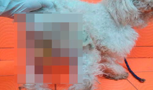 dueño que habría abusado de su mascota le deja preservativo en sus partes íntimas elpopular.pe