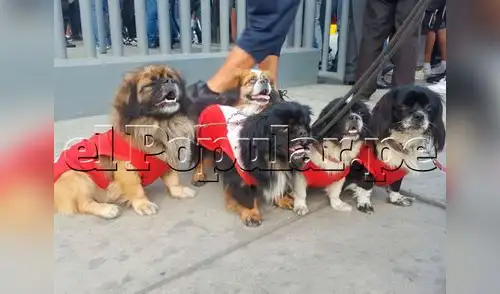 Hinchas llevaron a mascotas para apoyar a Paolo Guerrero. Foto: Mario Palacios elpopular.pe