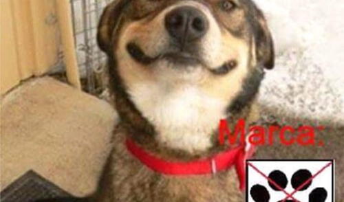 ¿Firuláis a la alcaldía de Lima? Curiosa imagen viene generando tiernos comentarios en Facebook elpopular.pe
