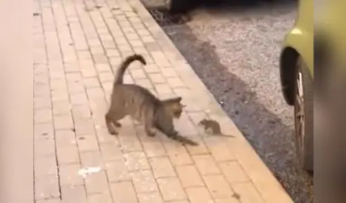 Pelea entre un ratón y un gato ha causado asombro en los seguidores elpopular.pe