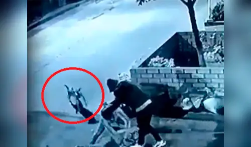 Delincuente huyó luego de mordisco elpopular.pe