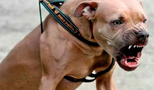 elpopular.pe elpopular.pe