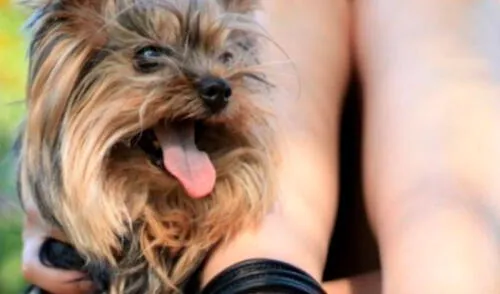 Niña muere tras salvar la vida a su mascota elpopular.pe