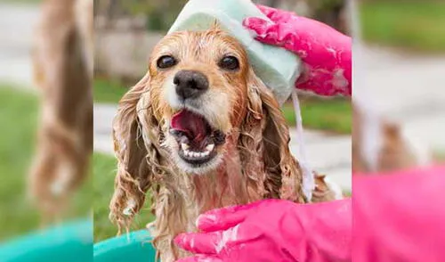 Mascotas libres de pulgas y garrapatas elpopular.pe