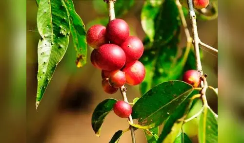 El camu camu previene enfermedades degenerativas como el Parkinson elpopular.pe