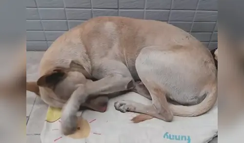 Historia conmovió a usuarios de Facebook elpopular.pe