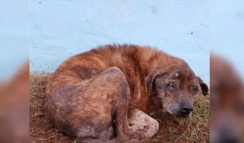 Perrito fue maltratado por su amo elpopular.pe