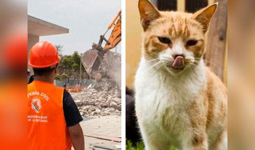 Plaza Manco Cápac, hogar de decenas de gatos callejeros fue demolida elpopular.pe
