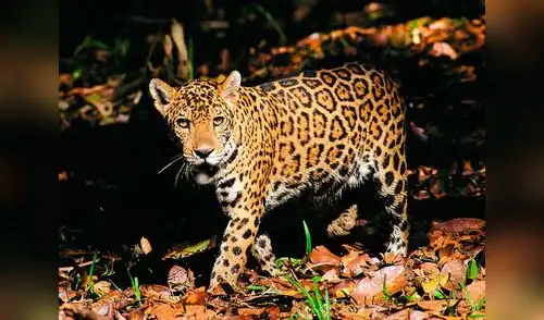 Otorongos escaparon de reserva elpopular.pe