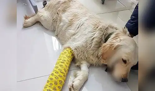 Cortó labios de su golden retriever para que parezca a personaje de Batman elpopular.pe