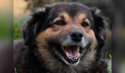 Estudiantes de San Marcos lloran la partida de 'Perrovaca' elpopular.pe