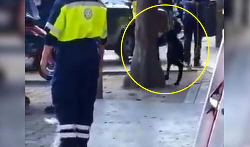 Nuevo caso de maltrato animal en México elpopular.pe