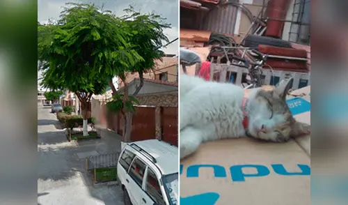 Delincuentes asaltan a una joven y le disparan en Pueblo Libre elpopular.pe