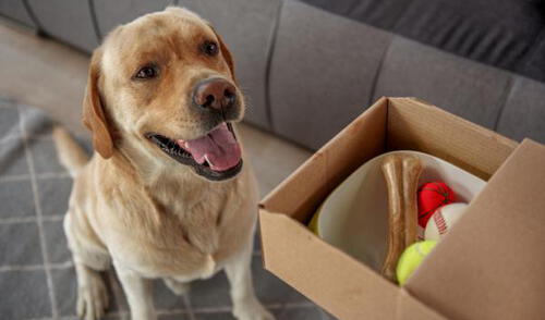 Debemos estar atentos a las señales que nuestra mascota nos da acerca de su salud mental elpopular.pe