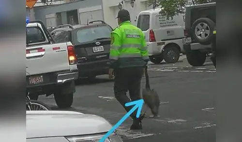 Ave alborotó calles del distrito de San Isidro elpopular.pe