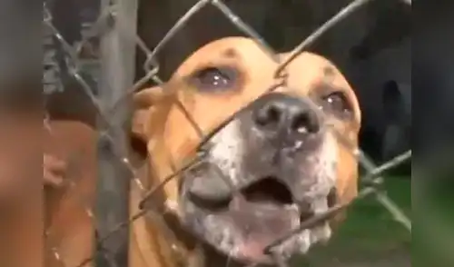 Dos Pitbulls serían sacrificados tras atacar a un ladrón elpopular.pe
