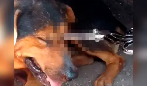 El can de la calle fue víctima de maltrato y vecinos piden justicia elpopular.pe