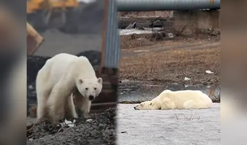 Oso desnutrido como consecuencia del calentamiento global elpopular.pe