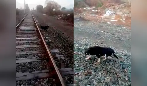 El can fue dejado en las vías del tren para esperar la muerte elpopular.pe