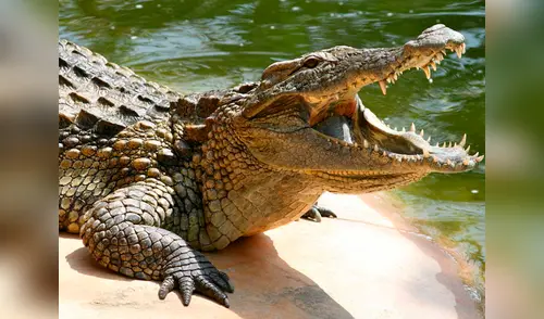 Hombres, mujeres y niños se ponen en riesgo al cruzar para encontrar una mejor vida elpopular.pe