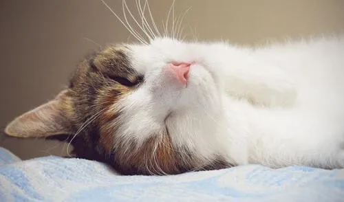 Para ayudarlo, intenta limpiar lo más que puedas su boca con agua elpopular.pe