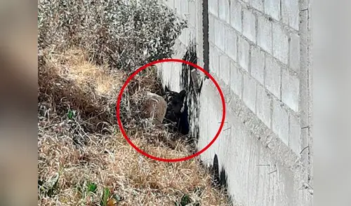 El animal fue avistado por los agricultores de la zona, quienes dieron parte a las autoridades elpopular.pe