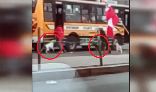 Robos en San Juan de Lurigancho, usando perros adiestrados elpopular.pe