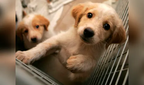 Los canes alertaban cuando los desconocidos aparecían en el lugar, por lo que habrían sido asesinados elpopular.pe