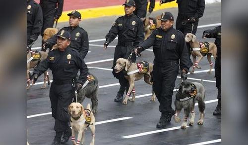 Policía Canina no será parte del Desfile Militar elpopular.pe
