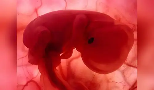 El Gobierno de Japón dio autorización a grupo de científicos elpopular.pe