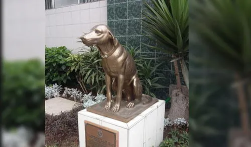 Capitán Julio fue uno de los perros más queridos de Miraflores elpopular.pe