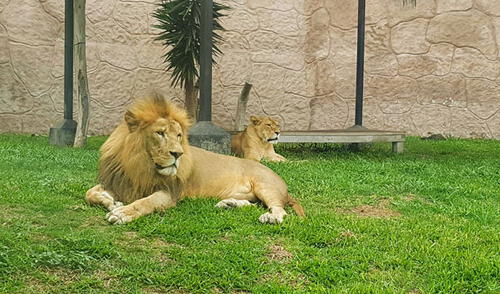 Visitantes podrán conocer al nuevo rey león del Parque de las Leyendas elpopular.pe