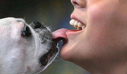 Estudio de científicos de Japón alerta peligro de besar a tu perro elpopular.pe