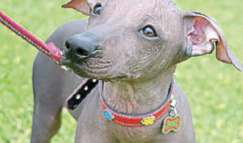 El perro sin pelo necesita cuidados especiales elpopular.pe