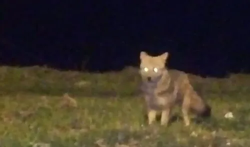 El zorrito se encontraba cerca a un basural elpopular.pe