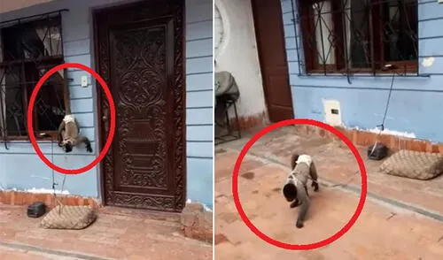 Denuncian vía Facebook maltrato animal en SJM elpopular.pe