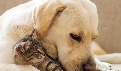 El 4 de octubre se instituyó el Día Mundial de los Animales, en conmemoración a San Francisco de Asís elpopular.pe