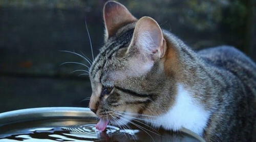 Los gatos mayores tienden a beber menos, por lo que es preferible que se les proporcione una dieta húmeda elpopular.pe