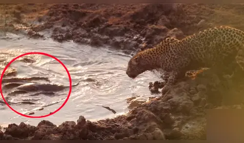 Hambriento leopardo cazó a pescado elpopular.pe