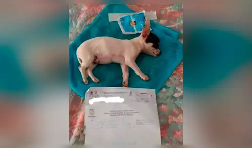 Can quedó con daño irreversible por pirotécnicos elpopular.pe