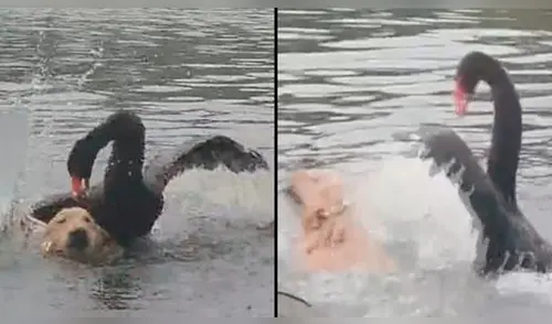 El perro de raza Golden retriever, llamado Xishi, fue captado en un video viral. elpopular.pe