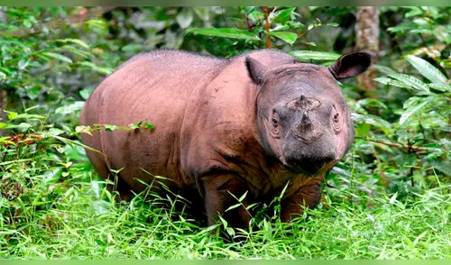 Muere última rinoceronte de Sumatra elpopular.pe