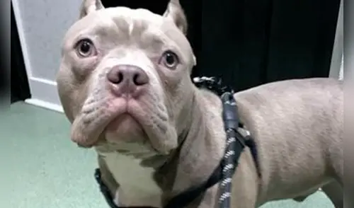 El sujeto llegó a comprar al perro que llegó desde Holanda por 2588 dólares elpopular.pe