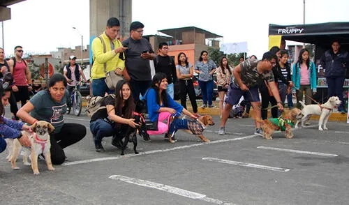 Primer maratón canina en El Agustino elpopular.pe