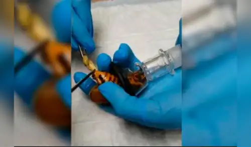 Este animal también es conocido como 'cucaracha gigante del bosque' elpopular.pe