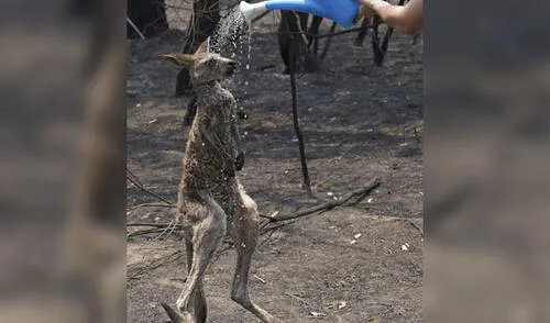 El hecho se hizo rápidamente viral en redes sociales elpopular.pe