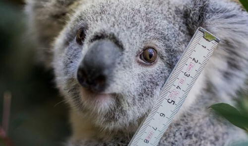 Los expertos han calificado este hecho como una de las mayores tragedias para esta especie elpopular.pe