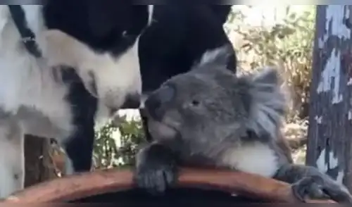 El video cuenta con más de 200 mil reproducciones hasta el momento elpopular.pe